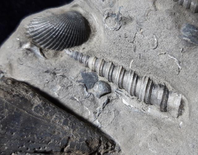 Conus (Chelyconus) enzesfeldensis HOERNES & AUINGER 1879, Turritella turris badensis SACCO 1895 & Muscheln indet. - Bild © FossNet FossilienStore